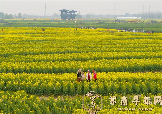 江苏兴化：水上垛田油菜花开