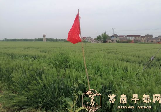 灌浆大麦惨遭野鸟啄食 人鸟大战何时休