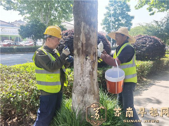 句容城管：给法桐&ldquo;打针&rdquo; 破解飞絮扰民难题