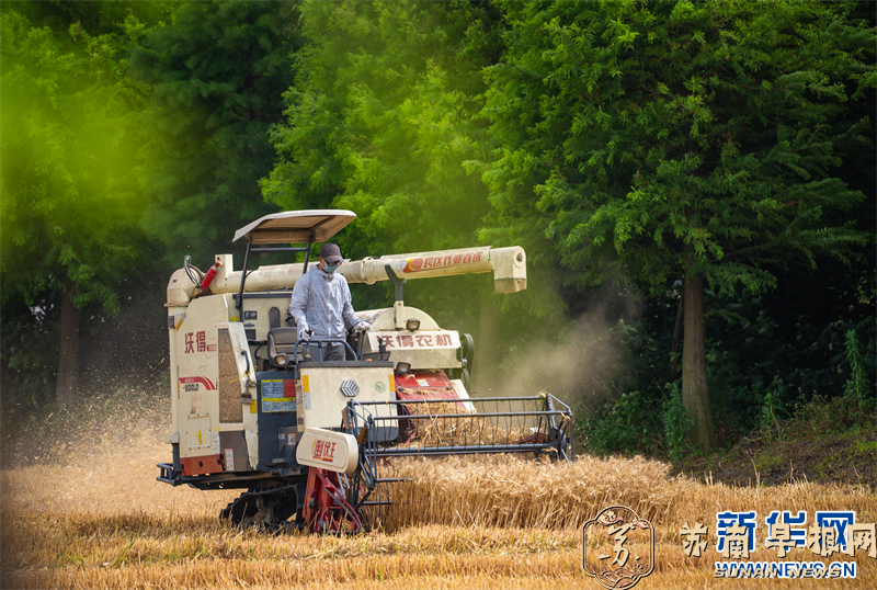 江苏兴化：小麦收获忙碌 奏响丰收乐章