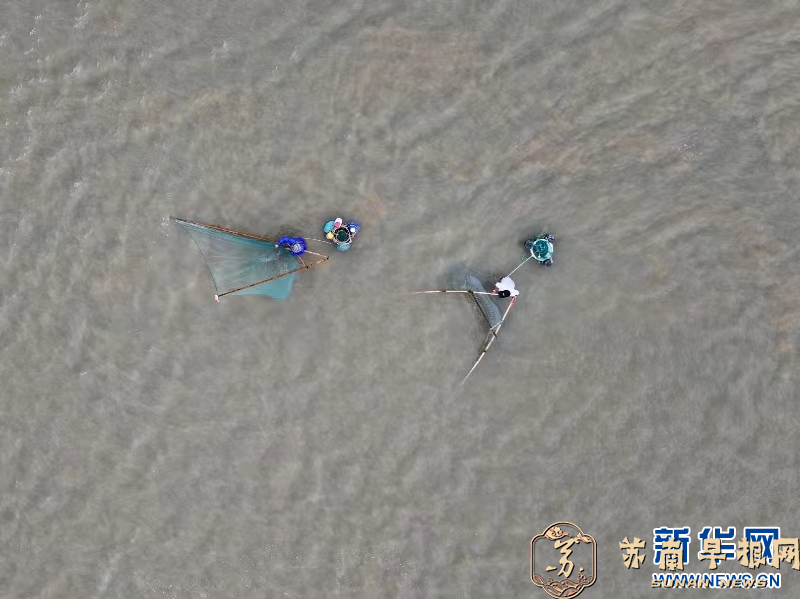渔民踏浪&ldquo;推虾&rdquo;忙