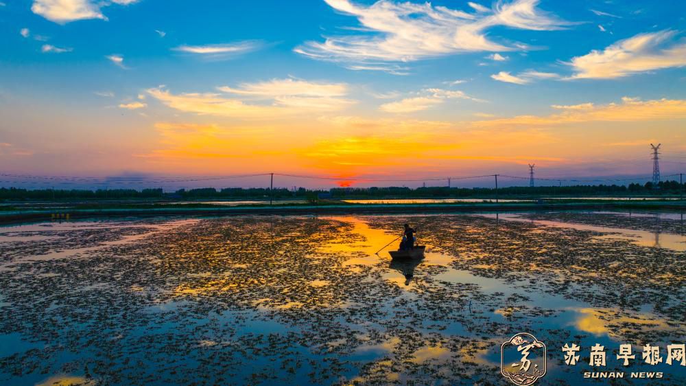 江苏灌南：3万亩硕项湖大闸蟹抢“鲜”中秋市场