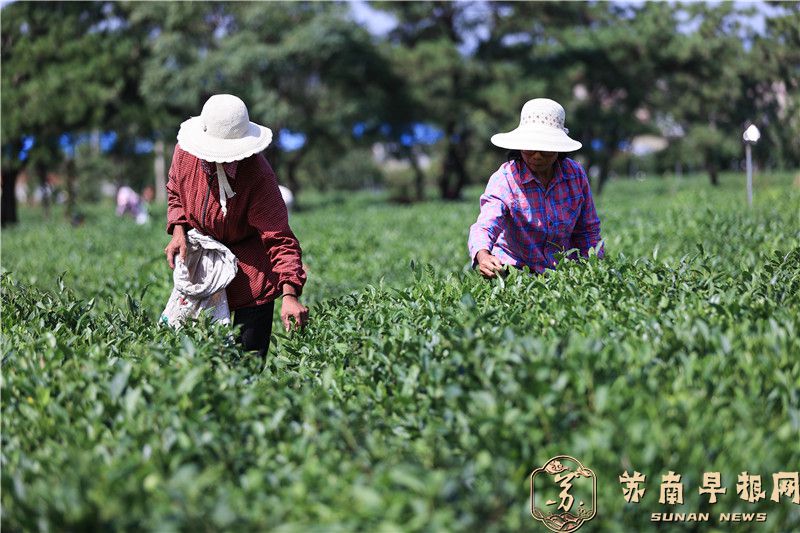 江苏连云港：秋茶飘香采摘忙