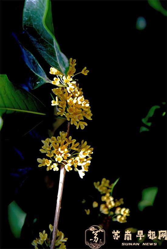 句容城管：十里桂花不香，今秋句容桂花为何&ldquo;迟到了&rdquo;？