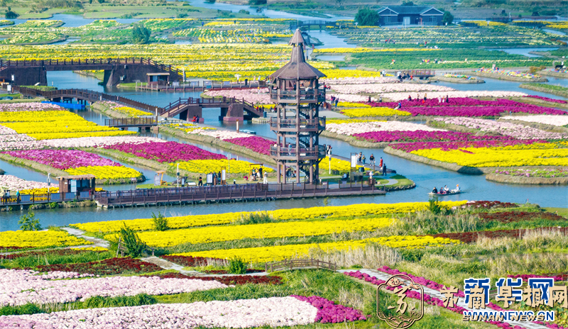 江苏兴化：菊花经济助力乡村振兴