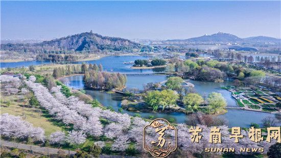 c1f178fc00fcb6045e39c622ea1ade83.jpg 上海松江辰山植物园樱花大道两侧樱花绽放,满开与含羞半开的花朵、透着粉晕的花苞互相依偎,在辰山樱花大道上空形成片片“粉云”。.jpg