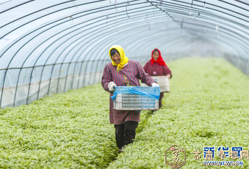 江苏兴化：应对寒潮天气 保障&ldquo;菜篮子&rdquo;供应