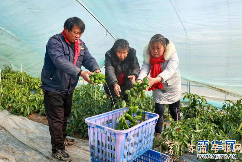 江苏泰州：全力做好春节期间蔬菜供应