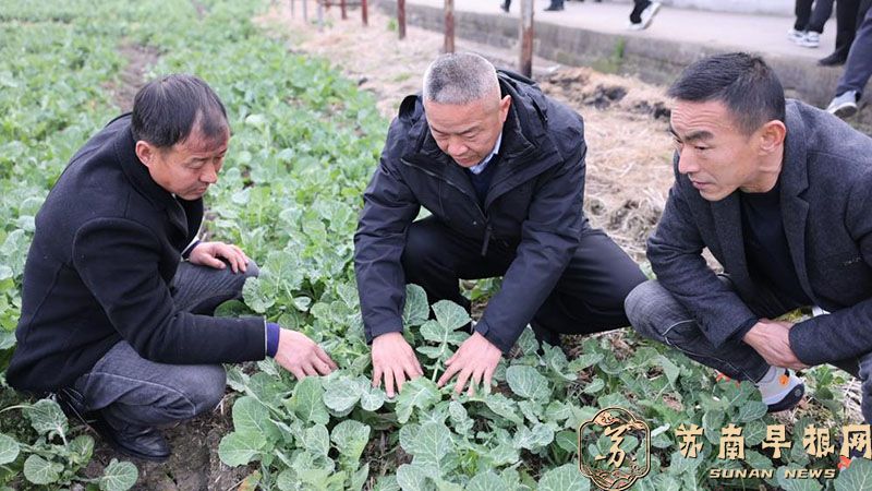 当涂：农技培训深入田间 抢抓农时助力春耕