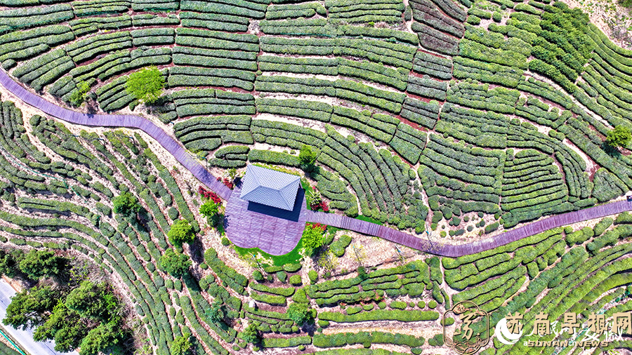 安徽金寨：绿浪翻涌 &ldquo;金叶&rdquo;飘香