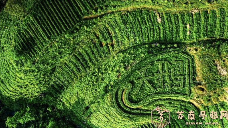东至：茶香满园 点&ldquo;绿&rdquo;成&ldquo;金&rdquo;