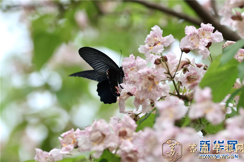 江苏连云港：蝶舞赴春约​