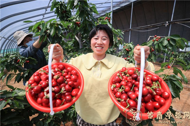 江苏连云港：樱桃红 采摘忙