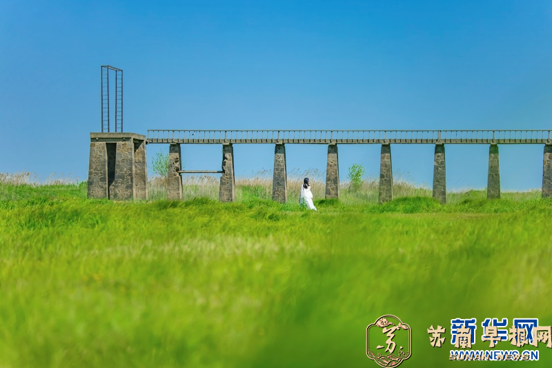 现实版绿野仙踪！南京&ldquo;网红草海&rdquo;美成童话