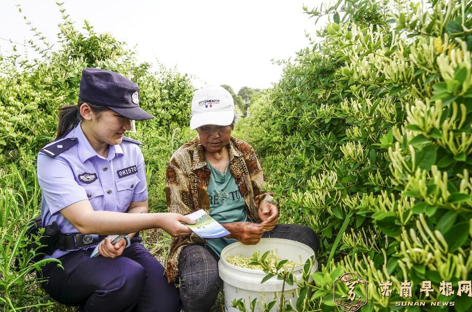 安徽宿松：“田间警务”护航金银花采摘季
