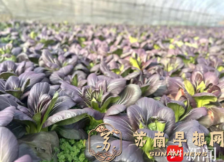 &ldquo;最好吃的小白菜&rdquo;是紫色的！获得大奖的南农&ldquo;紫秀丽006&rdquo;火了