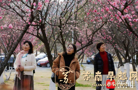 江苏大学梅园千株梅花盛放，市民游客共赴春日之约