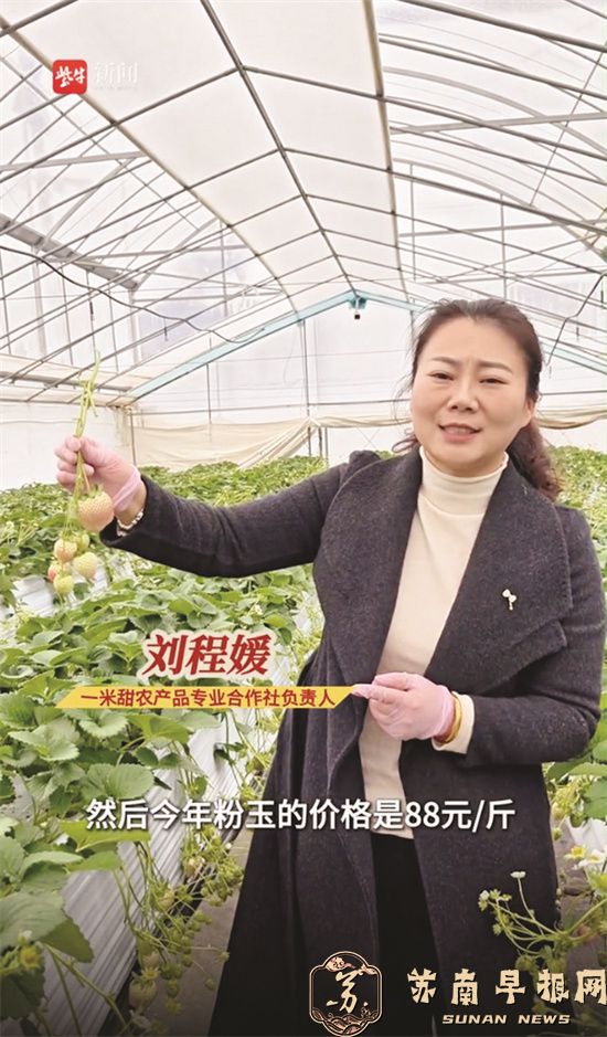从&ldquo;一米甜&rdquo;到&ldquo;万亩香&rdquo;，盐都草莓绘就乡村振兴好图景