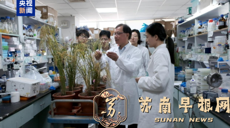 我国科学家破解水稻高产抗病育种难题 高产稳产再添硬核保障