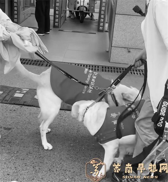两只导盲犬是&ldquo;校友&rdquo; 相逢时激动相认
