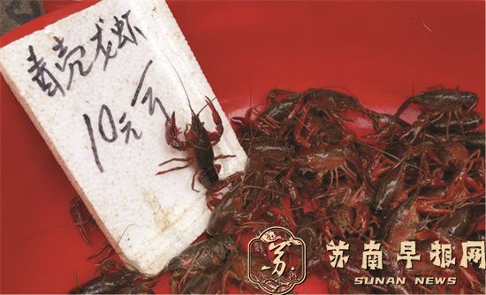 南京市场龙虾低至10元一斤：价格较去年同期有所下降