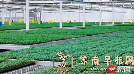 甜度拉满 增收翻倍！海州智慧农业解锁果蔬致富新密码