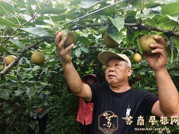 句容西花沟家庭农场水蜜桃、翠冠梨新鲜上市