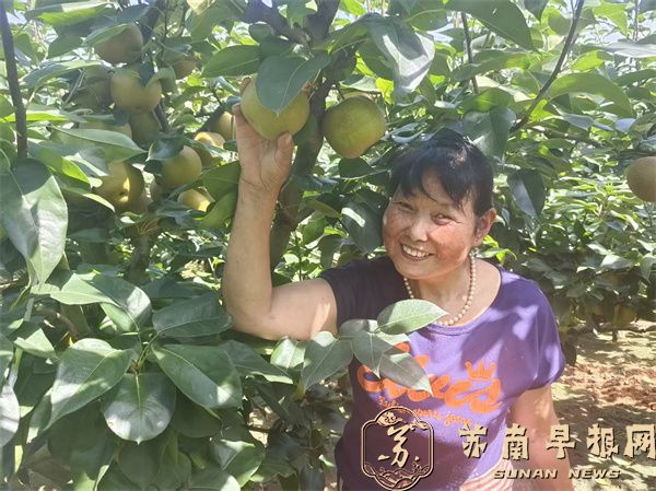 周宜芳梨园，翠冠梨种得好&ldquo;卖得俏&rdquo;