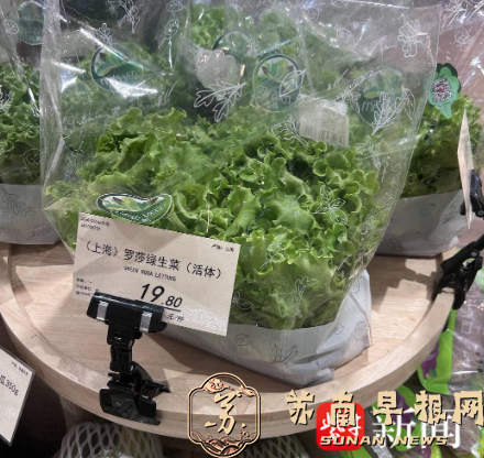 小丽逛菜场|上海一餐厅128元一棵生菜引热议，记者带你10元以内复刻同款沙拉