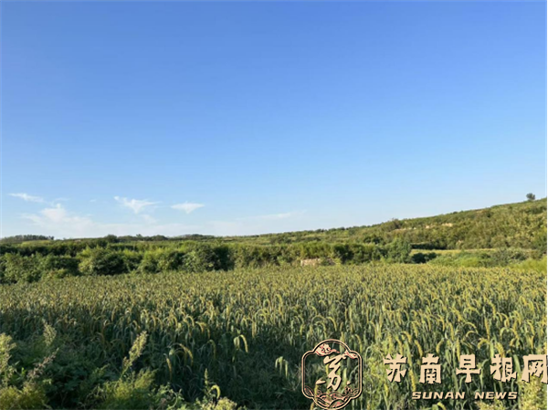 观岭山：一粒粟的大地新生(1)918.png