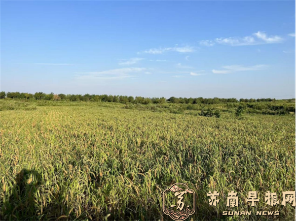 观岭山：一粒粟的大地新生(1)1514.png