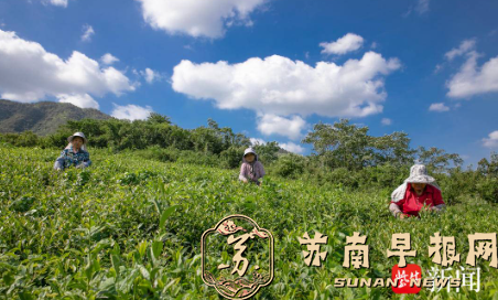 白露茶园丰收！句容把废弃夏秋茶变成富民 &ldquo;金叶子&rdquo;