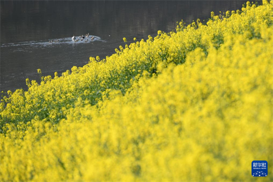 安徽歙县：新安江畔春意浓4.jpg