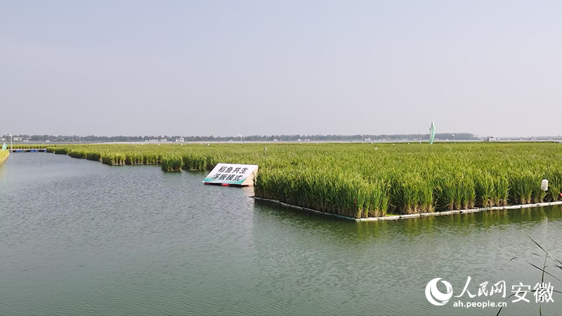 沉陷区上种植的水稻长势良好。人民网 胡雨松摄