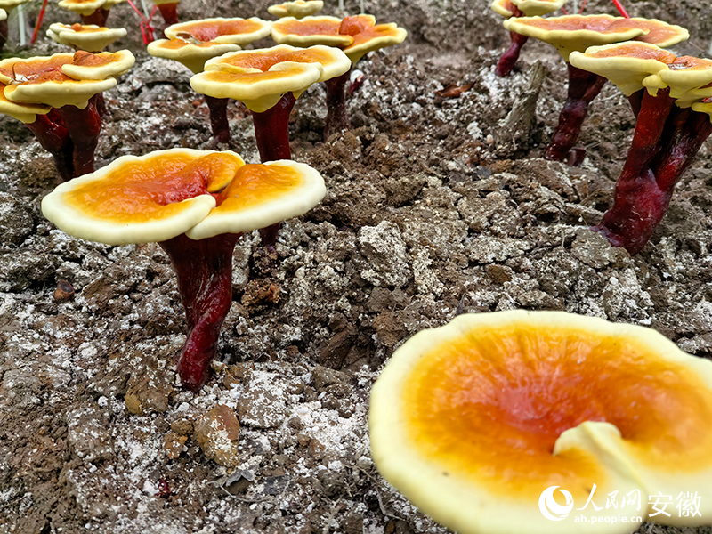 茁壮成长的“仙草”灵芝。人民网记者 汪瑞华摄