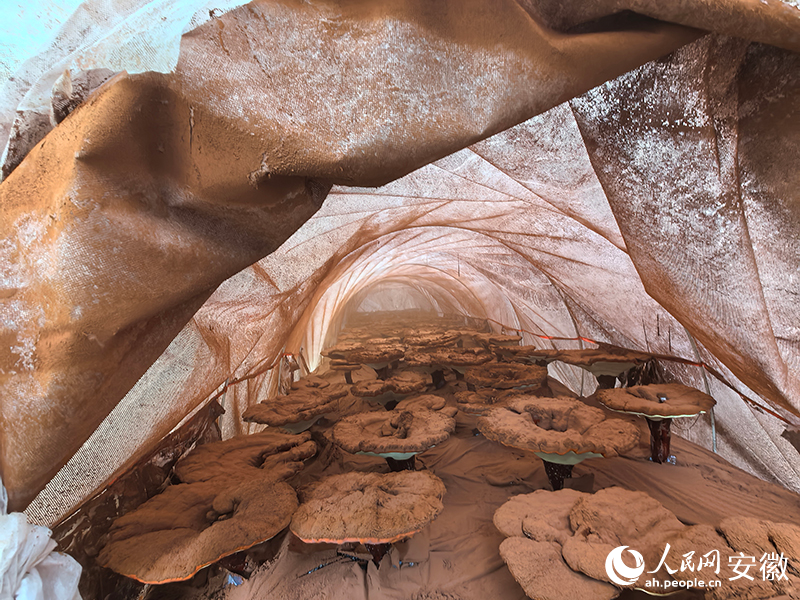 大棚里灵芝正在喷粉,如烟似雾。人民网记者 汪瑞华摄