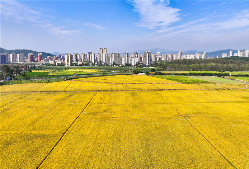 金色稻田在蓝天白云衬托下金浪滚滚。