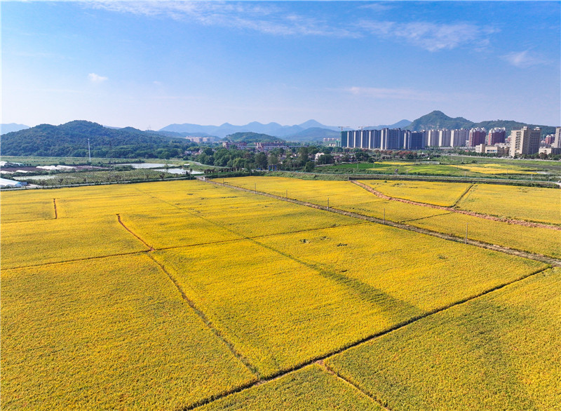 金色稻田在蓝天白云衬托下金浪滚滚。