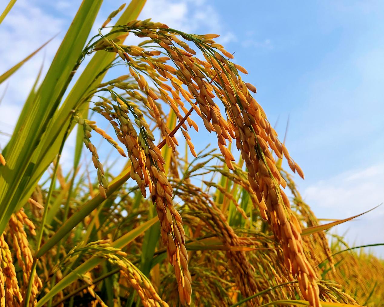 丰收在望。东至县委宣传部供图