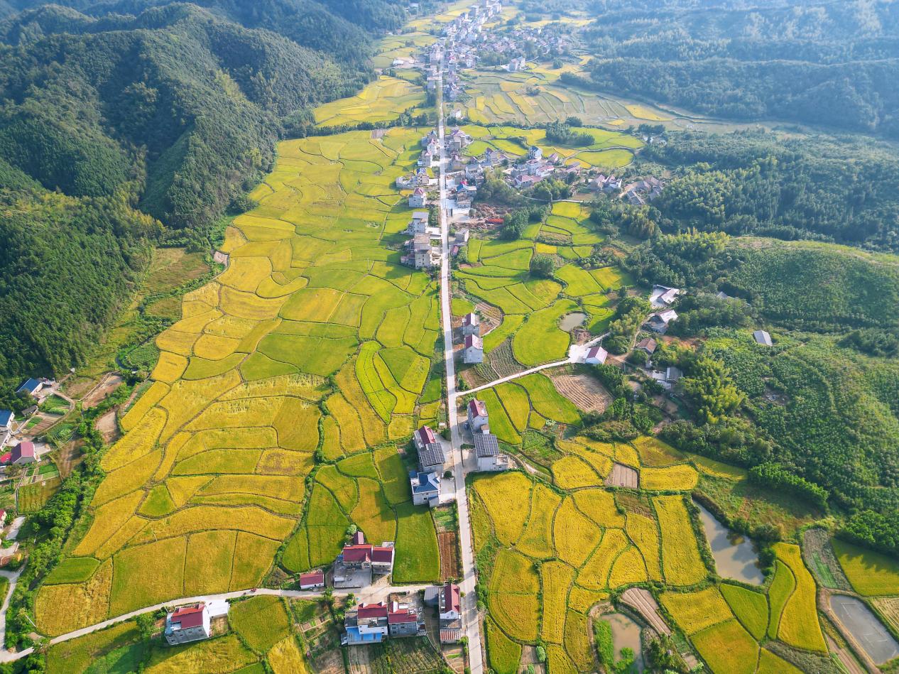 丰收在望。东至县委宣传部供图