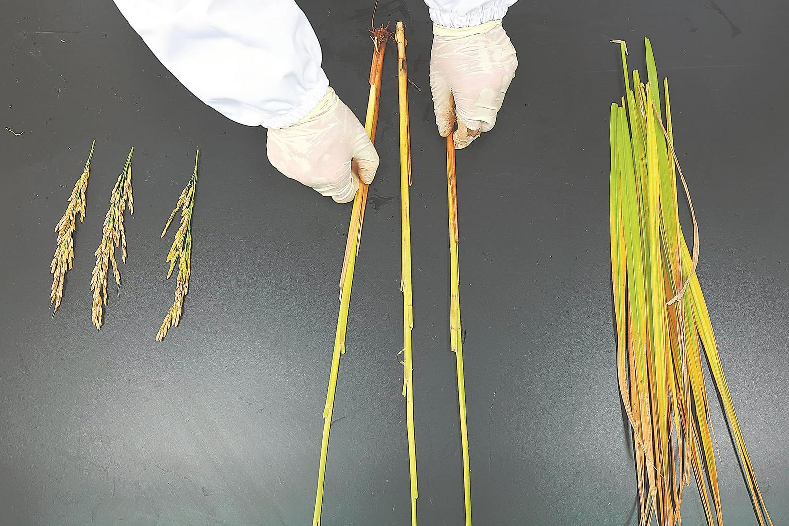 10月17日，安徽农业大学农田生态实验室里，科研人员在进行水稻植株农艺性状调查。