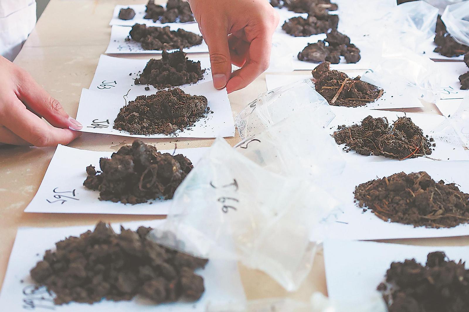 10月23日，安徽省农科院水稻生理实验室里，一份份土壤样品整齐排放，等待检验。