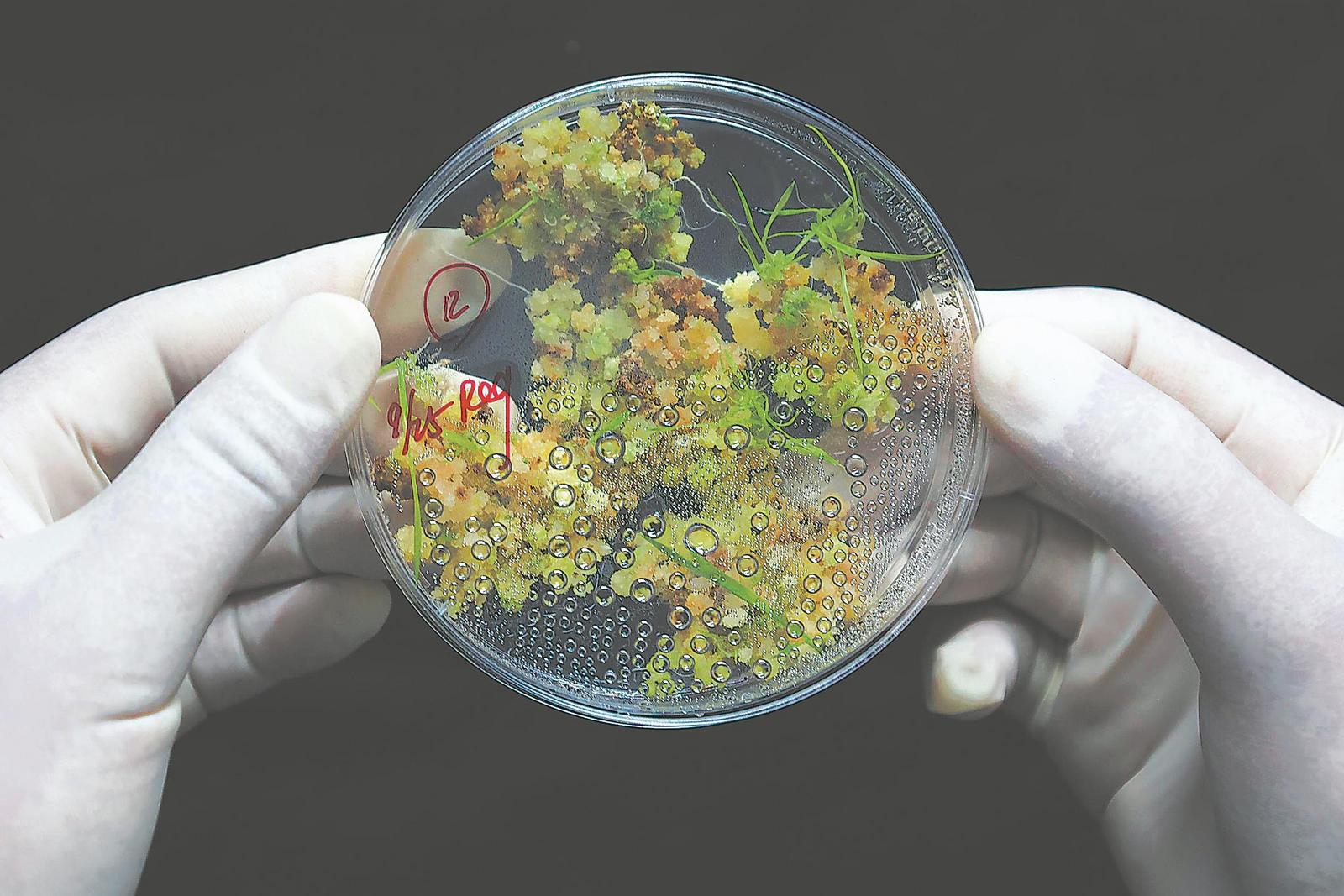 10月25日，安徽省农科院水稻功能基因开发团队实验室的组织培养室里，一皿组培苗长势良好。