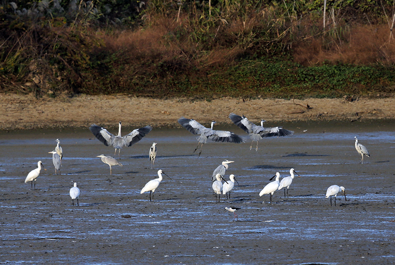 白琵鹭和苍鹭。 钱茂松摄.jpg