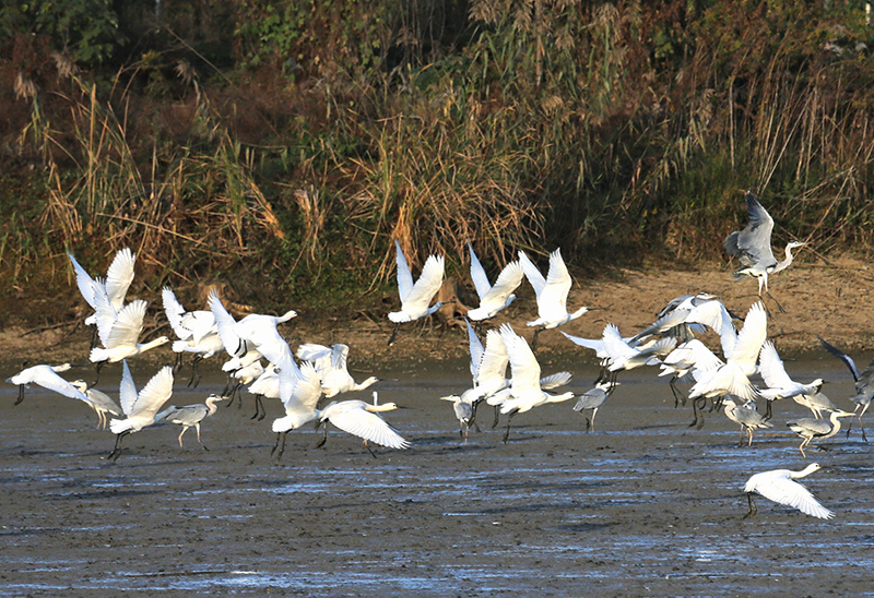 一群白琵鹭。 钱茂松摄.jpg