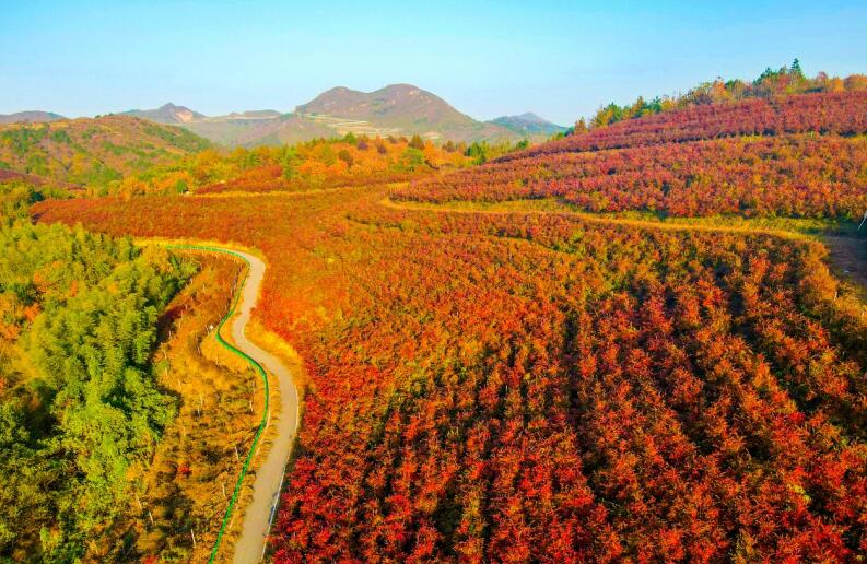 千亩蓝莓叶正红。