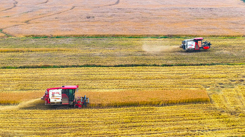 晚稻收割。鲁君元摄