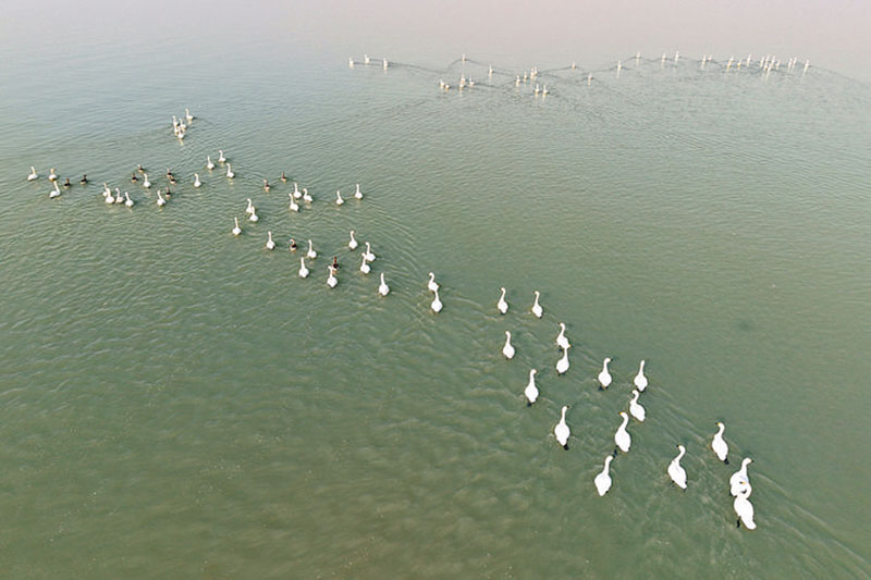数百只越冬小天鹅在湖面上悠然觅食、嬉戏。