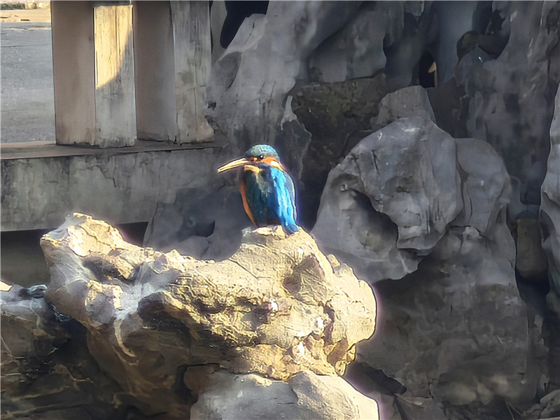 合肥逍遥津公园增添了生态魅力。