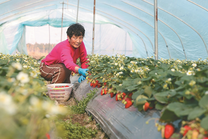 南京市浦口区汤泉农场农民采摘草莓供应市场。 本报记者 陈俨 摄